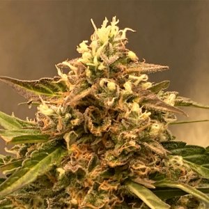 DSD bud clseup #1.jpg