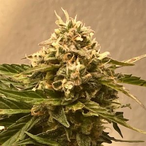 DSD bud clseup #2.jpg