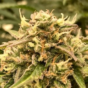 DSD bud clseup #3.jpg