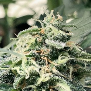 DSD bud clseup #4.jpg