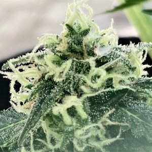 DSD bud clseup #5.jpg