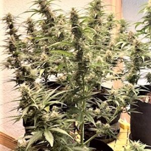 GZ whole plant buds pic.jpg