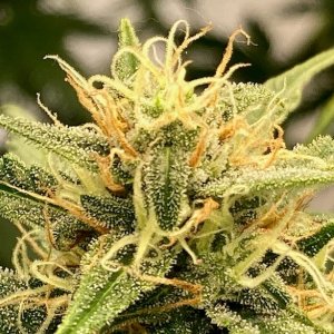 GZ bud closeup 1.jpg