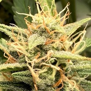 GZ bud closeup 2.jpg