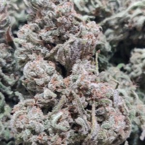 Blue Sunset Sherbert - Yield - 2.jpg