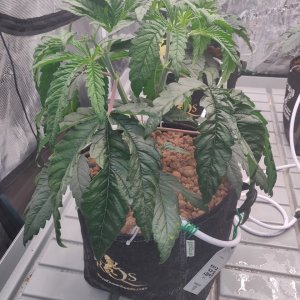 Larry Bird Kush - Day 27 - 1.jpg