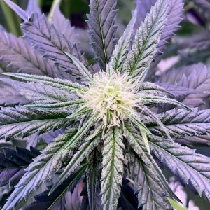 Coco BB bud 12 24.jpg