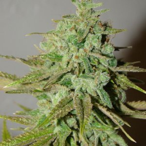 Chernobyl    HPS