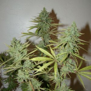 Chernobyl   HPS