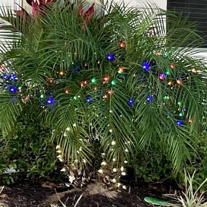 Florida Christmas Tree.jpg