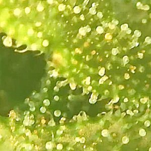 trichomes dsd2.jpg