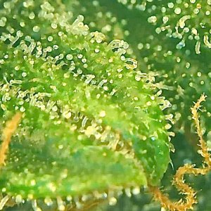 Trichomes dsd3.jpg