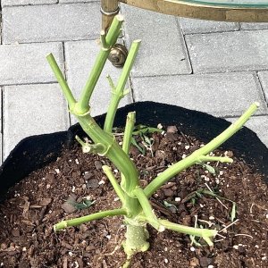 Close up of root post harvest.jpg