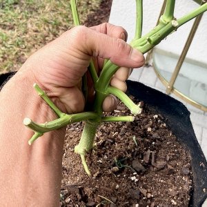 Perspective root shot.jpg