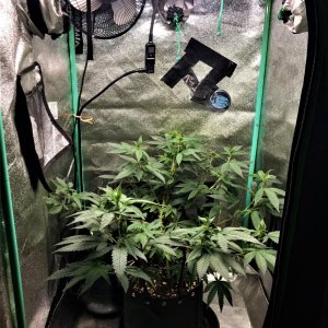 ARC clone 12-31-21 Flip 9 vert view.jpg