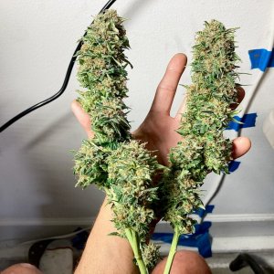 First trimmed to dry bud of DSD #3.jpg