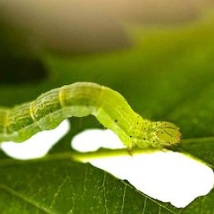 Cannabis-Pest-Caterpillar-1024x683.jpg