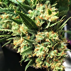 CB clone bud 1-1-22.JPG