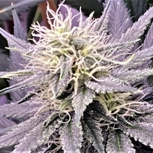 DSD lower bud closeup.jpg