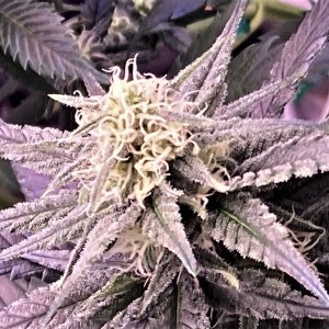 BB coco lower bud closeup.jpg