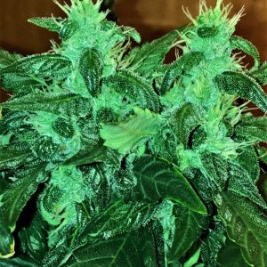 Black Cream auto Day 50.JPG