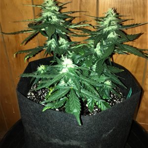 Alaskan Purple auto Day 50.jpg