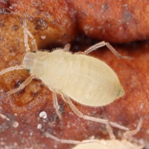 how-to-identify-and-treat-root-aphids-in-your-cannabis-grow.jpg