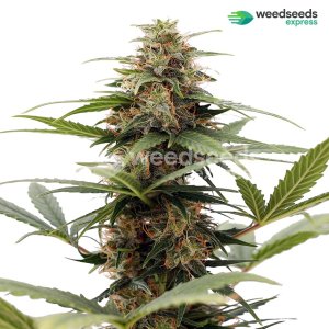 tangerine-dream-autoflowering-plant.jpg