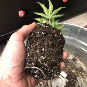 01 12 2022 BB clone roots.jpg