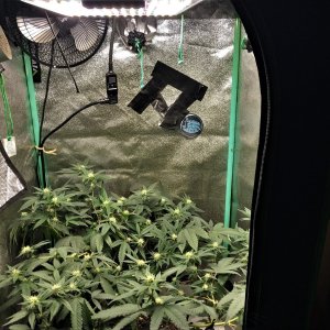 ARC clone 1-14-22 Flip 23 tent top.JPG