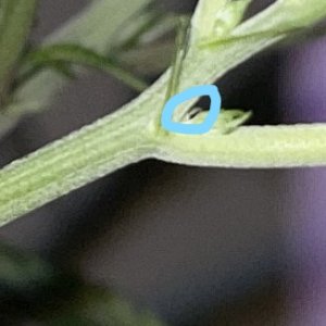 pistil.jpg