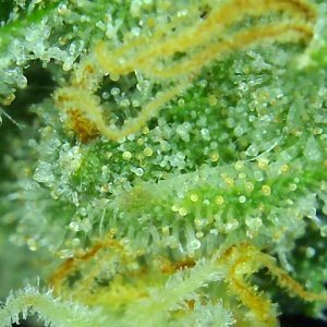 ARC trichs 1-12-22 Flip 56.jpg