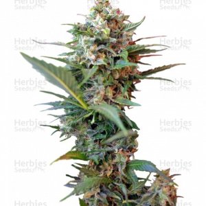 sort_Big_Devil_XL_Auto_Sweet_Seeds__djGCJSdrvoSer3qd.jpg