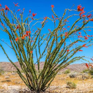 ocotillo-in-desert.jpg