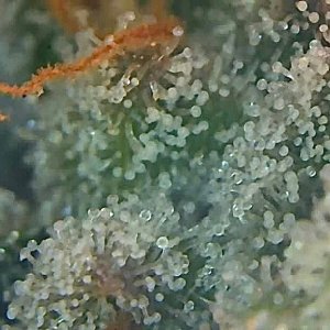 trichs almost ready 1.jpg