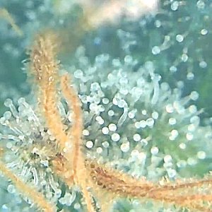 Her trichs almost ready 2.jpg