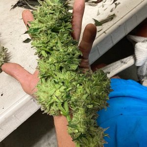 BB trim to dry bud.jpg