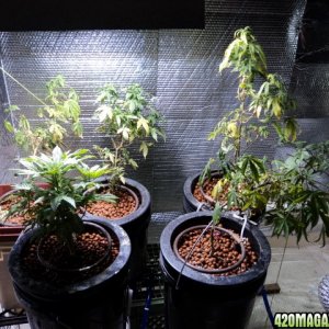 DP grow