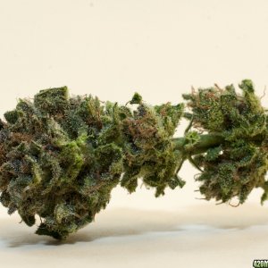 Full Moon_01_bud_1