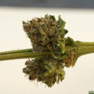 Full Moon_01_bud_3