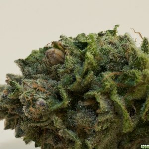 Full Moon_02_seeds_07