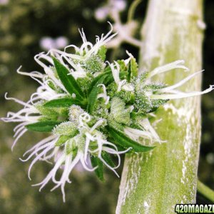 Anenome cannabis, mutant wacky buds