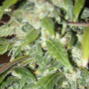 lowlife seeds ak47 x blueberry  auto flower