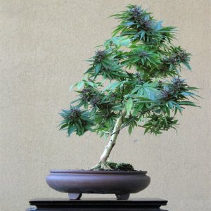 Hai Bonsai