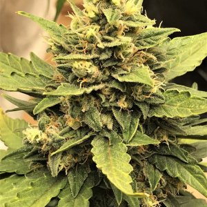 Alaskan Purple bud 1-28-22 D76.JPG