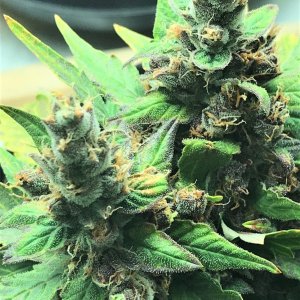 Black Cream bud 1-28-22 D76.JPG