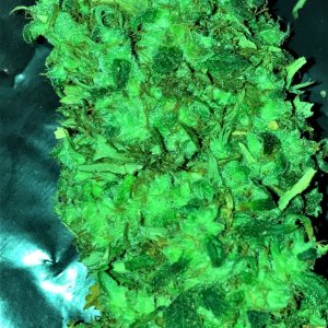 THC Bomb bud end 1-29-22 D 73.JPG