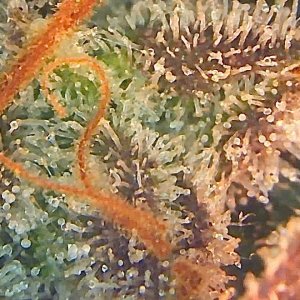 And her trichomes all look pretty much like this.jpg