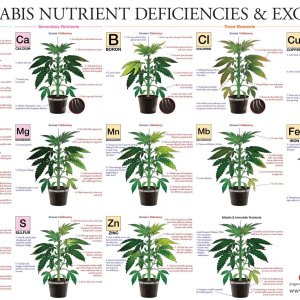 nutrient chart.jpg