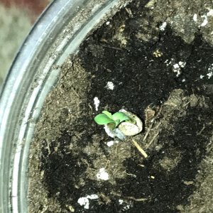 Black Domina above soil 2-5-22.JPG